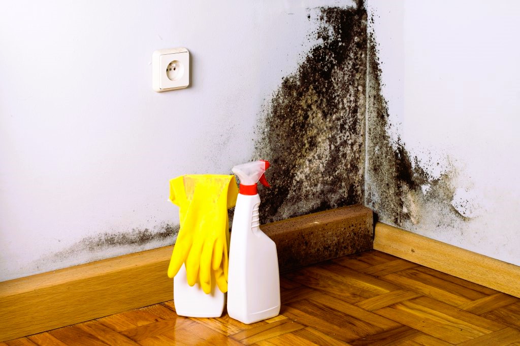 Mold on the wall